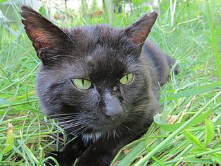 Schwarze Katze